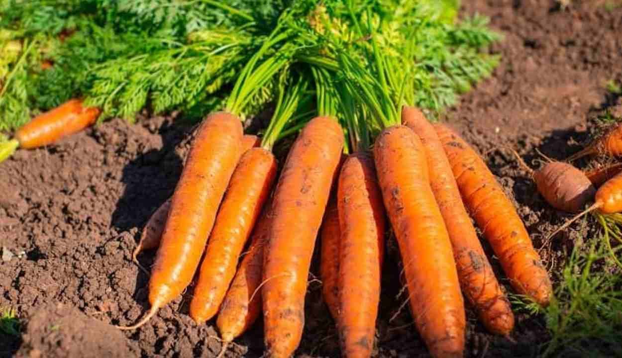 Vegetable farming tips