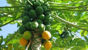 Papaya farming subsidy 2025