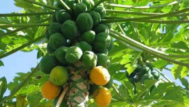 Papaya farming subsidy 2025