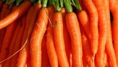 Carrot farming tips for high yield