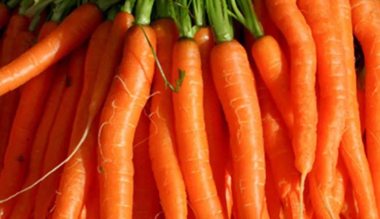 Carrot farming tips for high yield