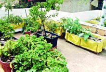 Chhat par bagwani scheme 2025