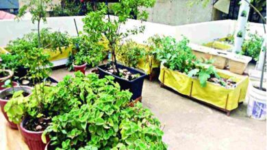 Chhat par bagwani scheme 2025