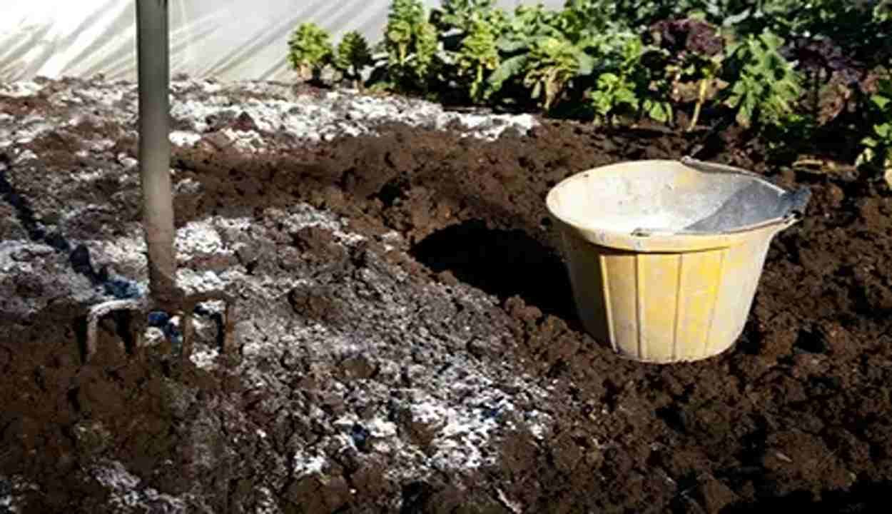 Gardening with ash fertilizer