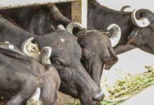 Chief minister dairy animal scheme