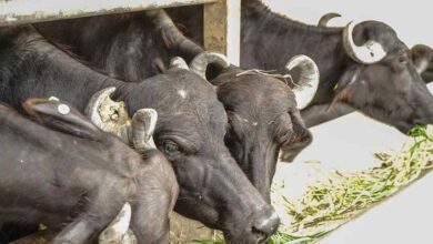 Chief minister dairy animal scheme