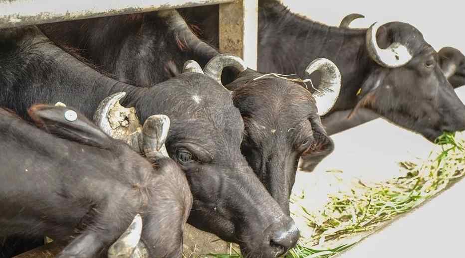 Chief minister dairy animal scheme