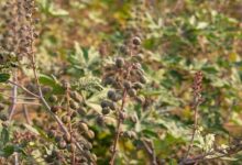 Cultivation of castor