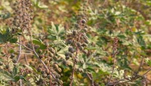 Cultivation of castor