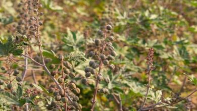 Cultivation of castor