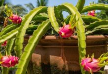 Dragon fruit home gardening