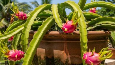 Dragon fruit home gardening
