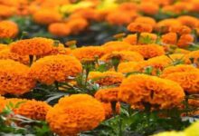 Marigold development scheme