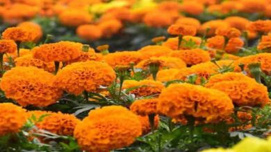 Marigold development scheme