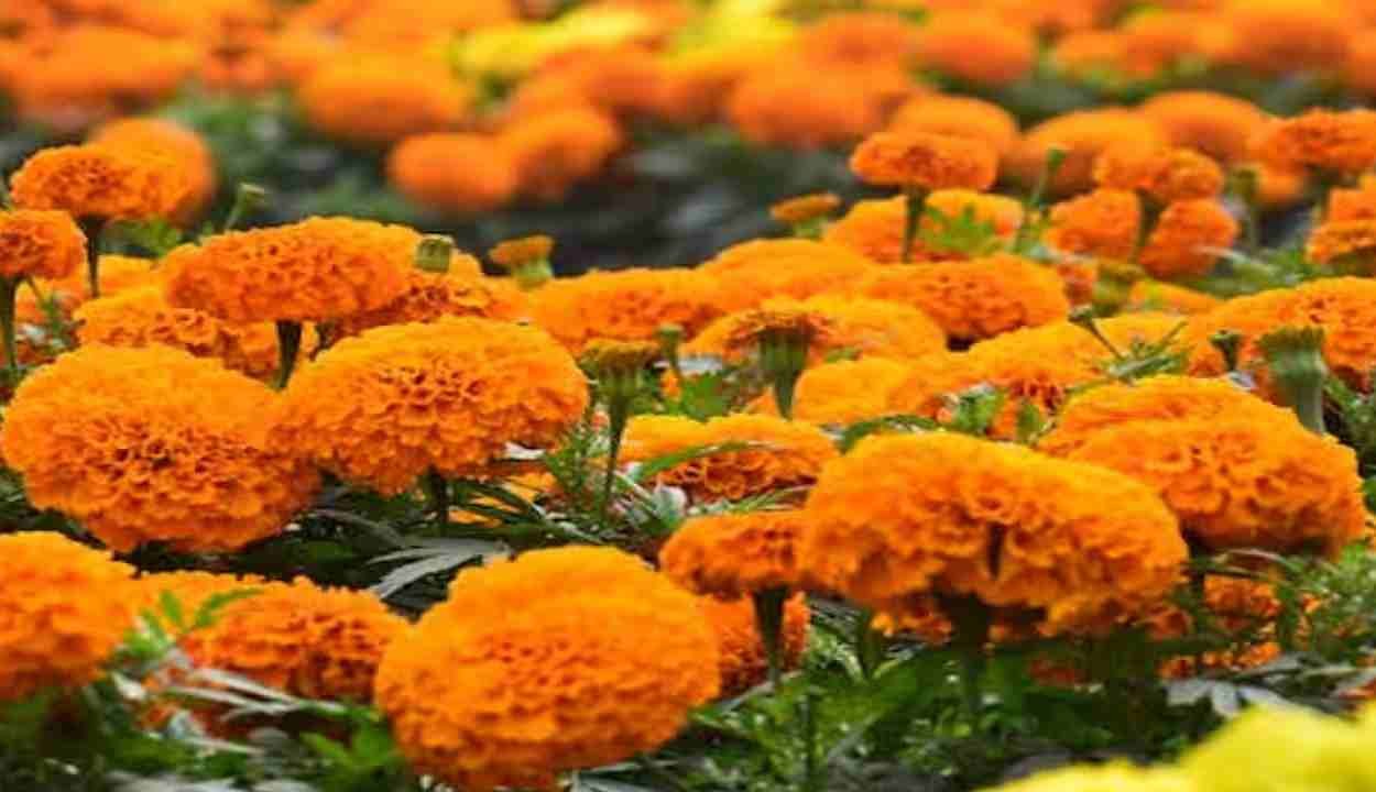 Marigold development scheme