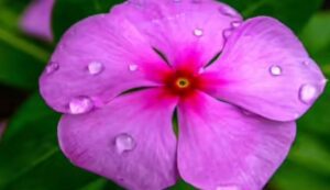 Periwinkle cultivation