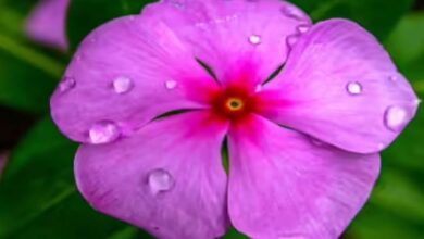 Periwinkle cultivation