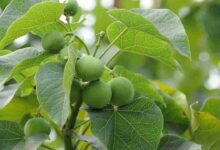 Ratanjot cultivation