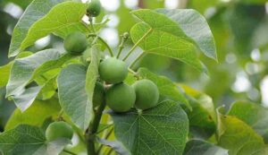 Ratanjot cultivation