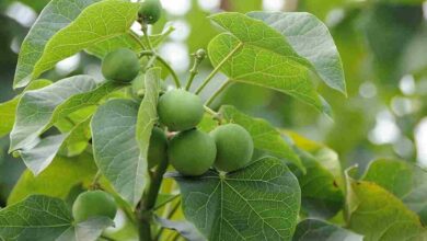 Ratanjot cultivation