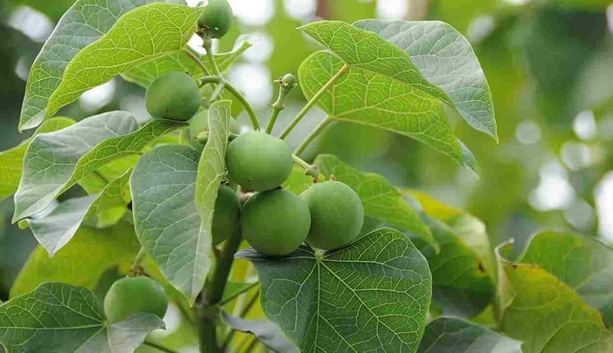 Ratanjot cultivation