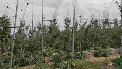 Subsidy on horticultural crops