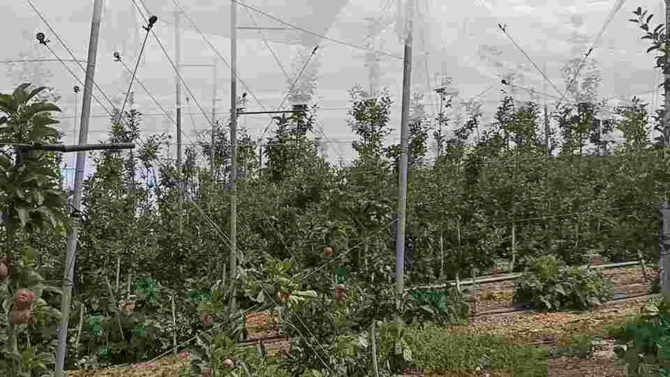 Subsidy on horticultural crops