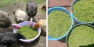 Azolla in poultry farming