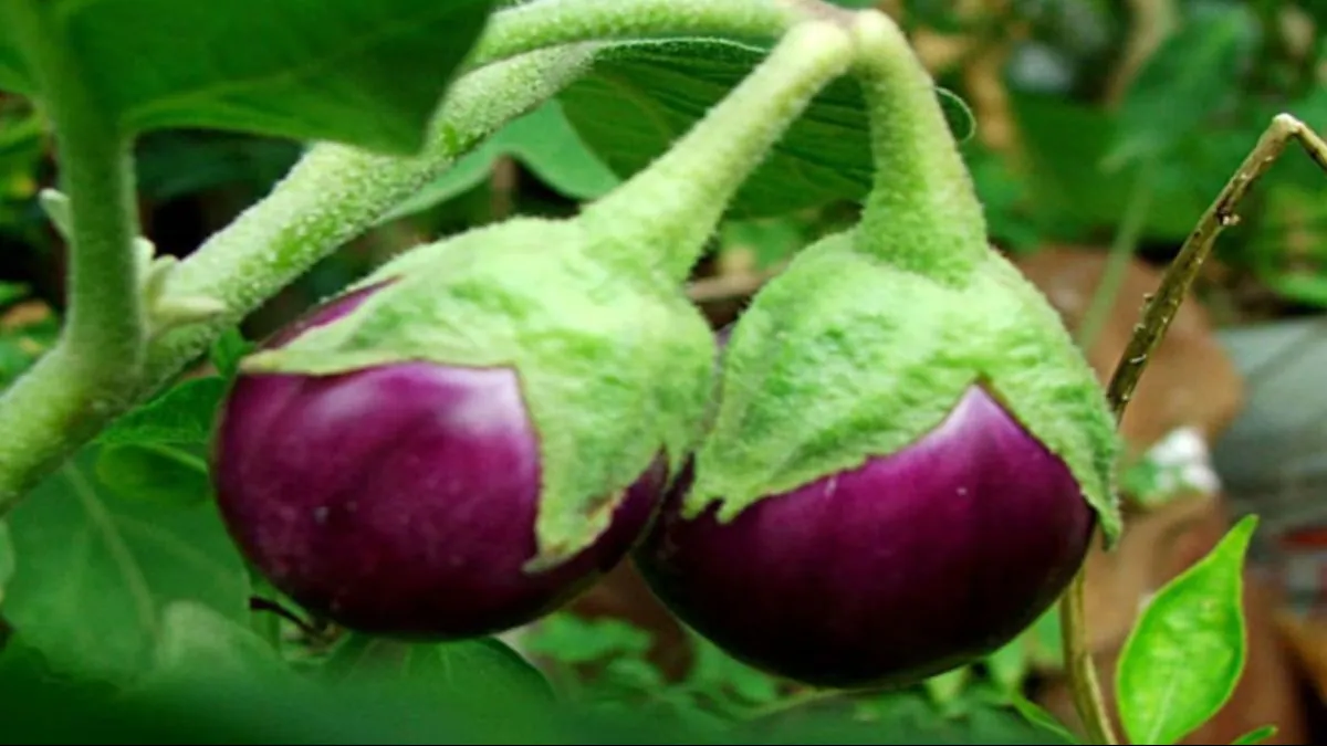 Brinjal farming