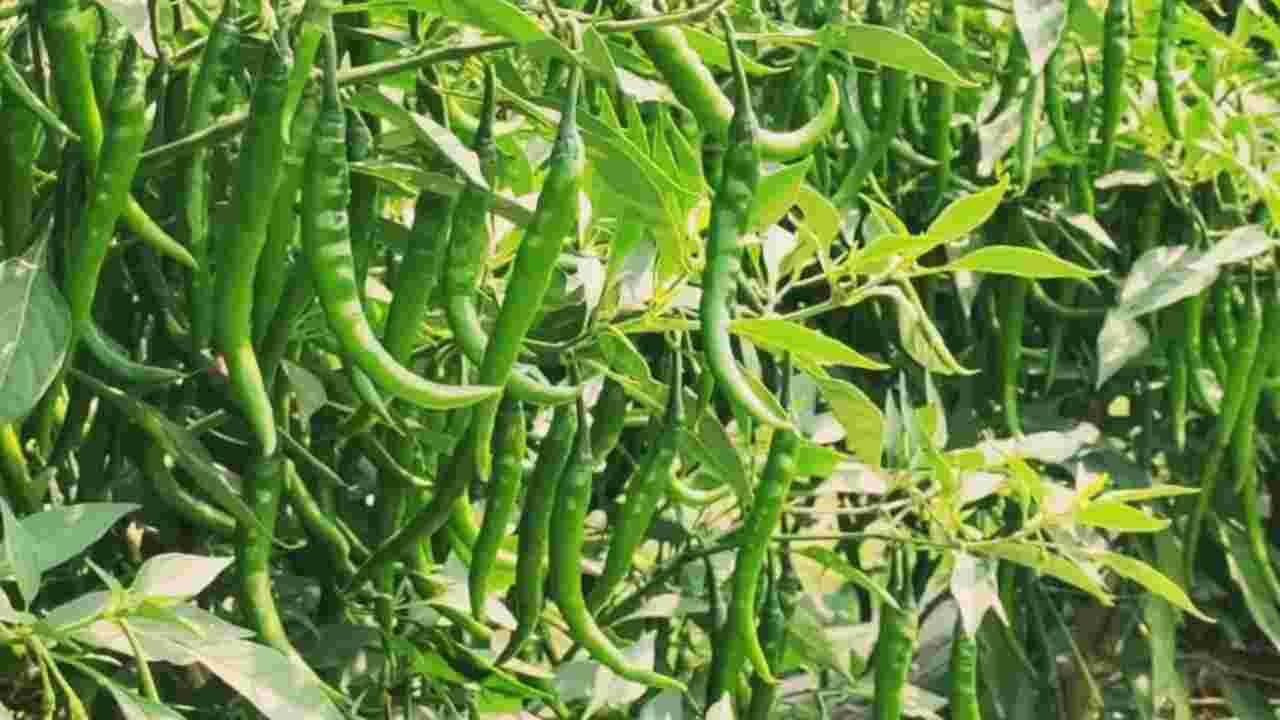 Chilli farming