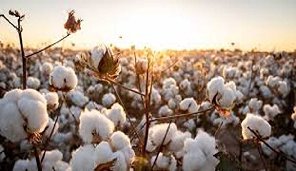 Cotton cultivation