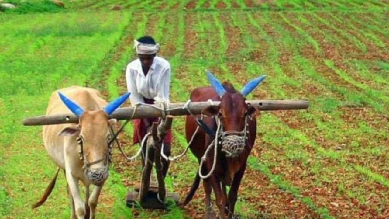 Farmers' day special