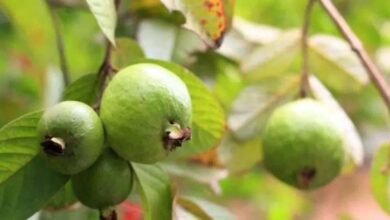 Guava farming
