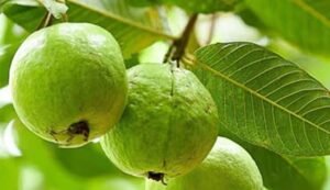 Guava cultivation
