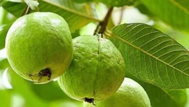 Guava cultivation