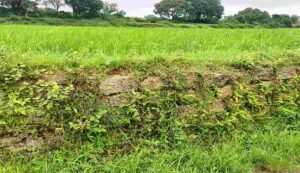 Medicinal plants farming