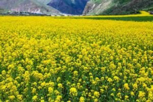 Mustard farming