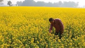 Mustard farming