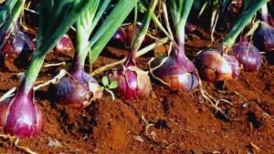 Onion cultivation