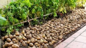 Potato farming tips