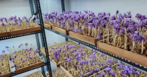 Saffron cultivation indoors in india