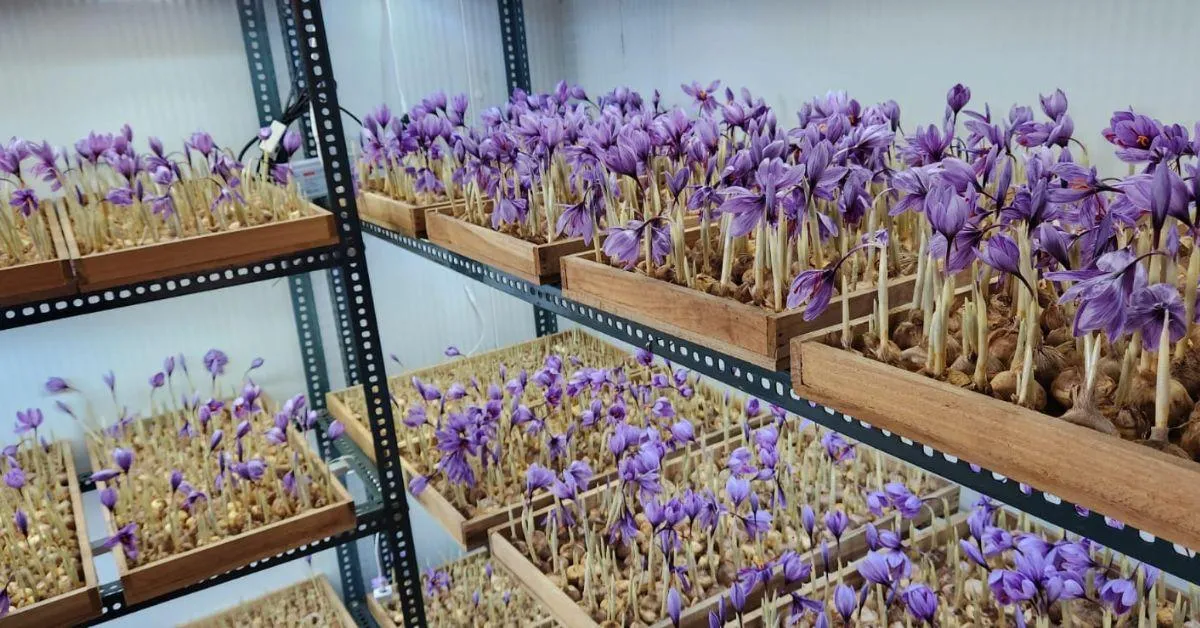 Saffron cultivation indoors in india