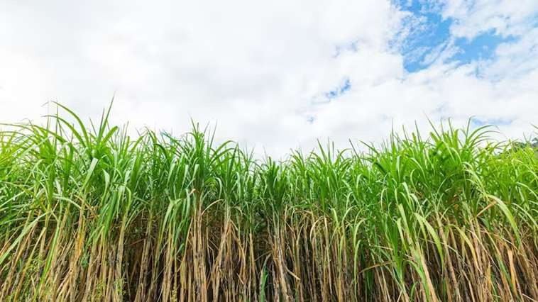 Sugarcane cultivation