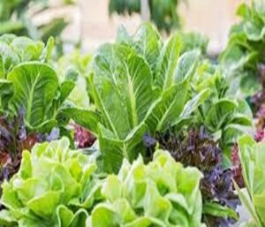 Vegetables in winter