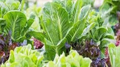 Vegetables in winter