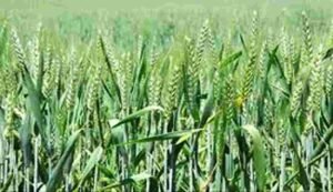 Wheat cultivation tips