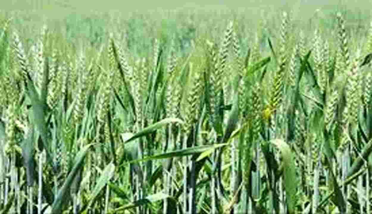 Wheat cultivation tips