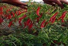 Advanced chilli farming