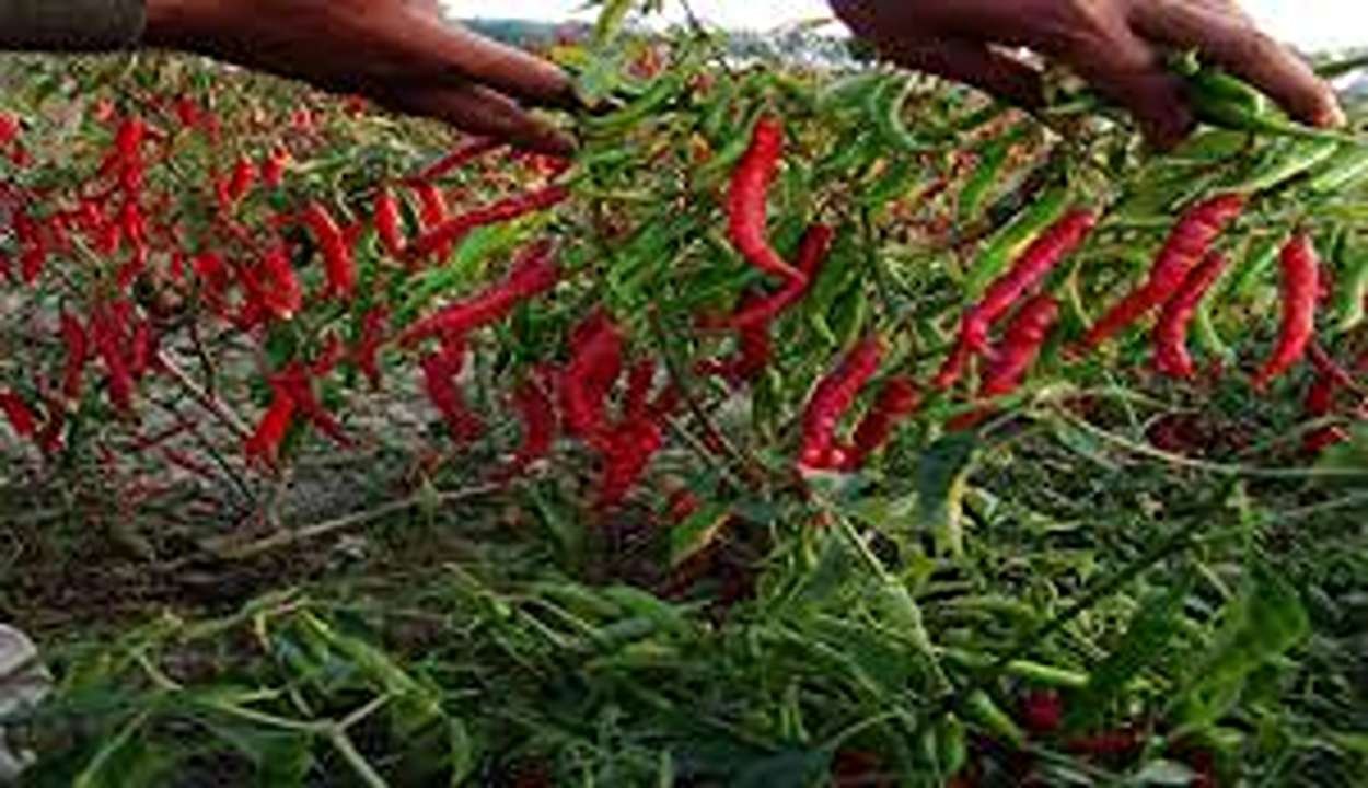 Advanced chilli farming