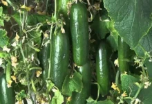 Cucumber farming profit 2026